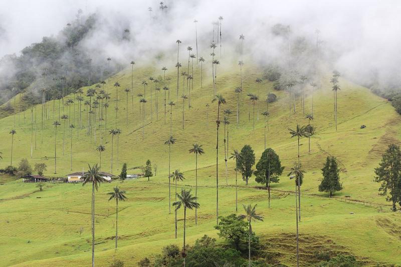 Valle de Cocora, Salento (Quindío)